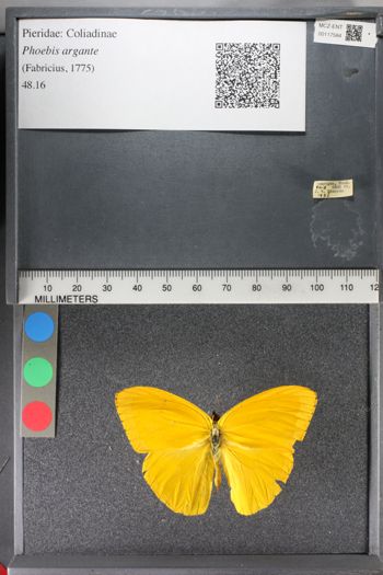 Media type: image;   Entomology 117584